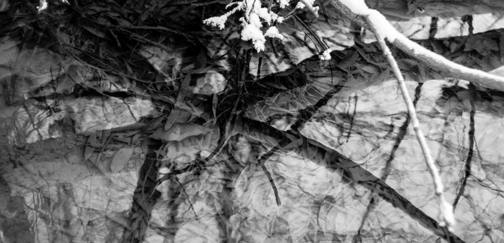 Листья в зимнем роднике