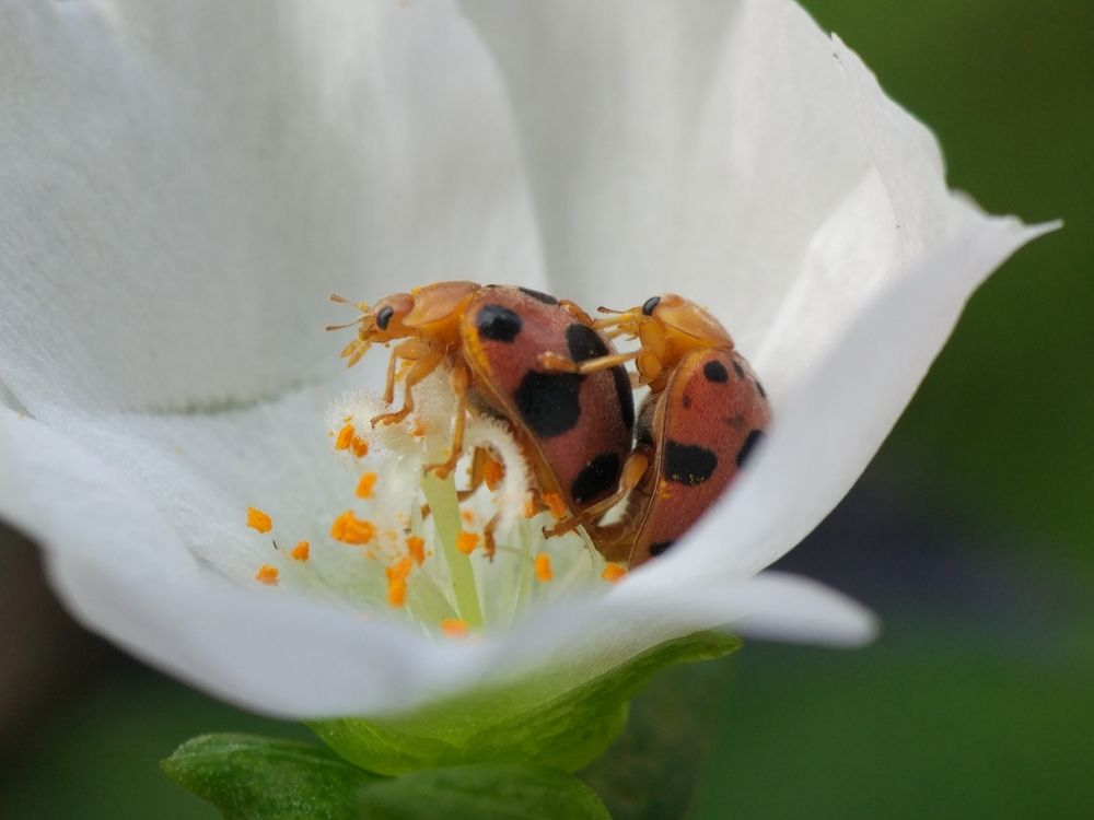 Lady bug (mating)