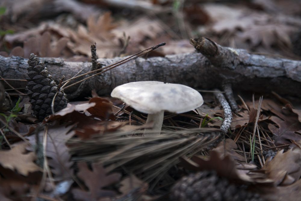 Lonely mushroom