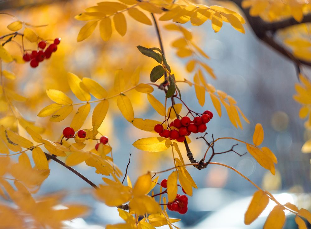 Рябина в золотом