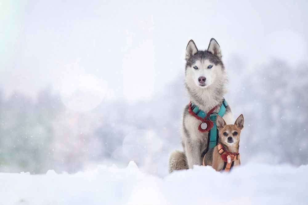 Фотография автора Мария Яропольская
