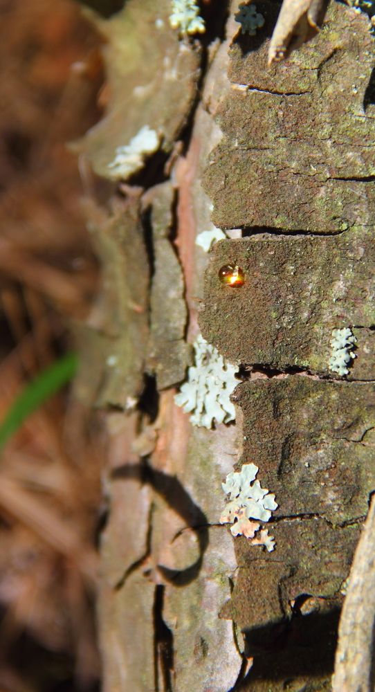 Смола-Слеза