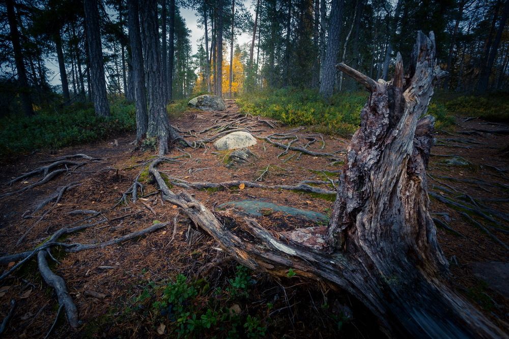 Портрет камня в среде обитания