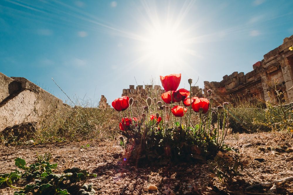 Маки в Ливане