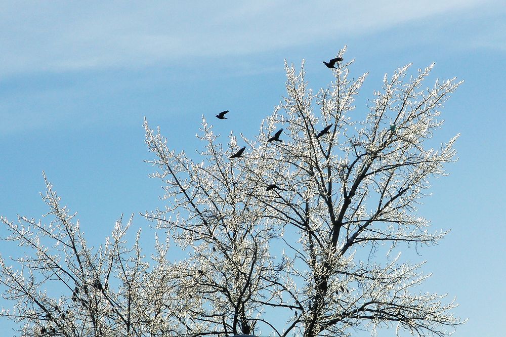 Хрустальные тополя
