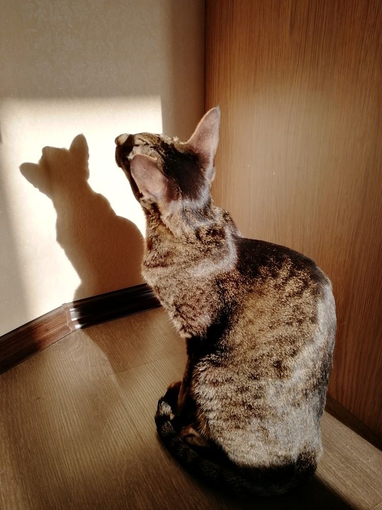 Я и моя тень