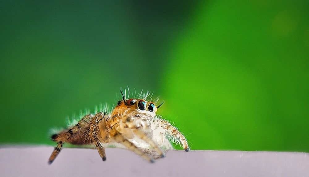 Jumping Spider