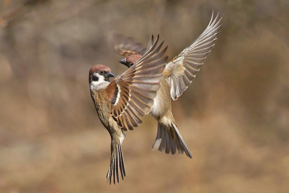 воробьиное танго