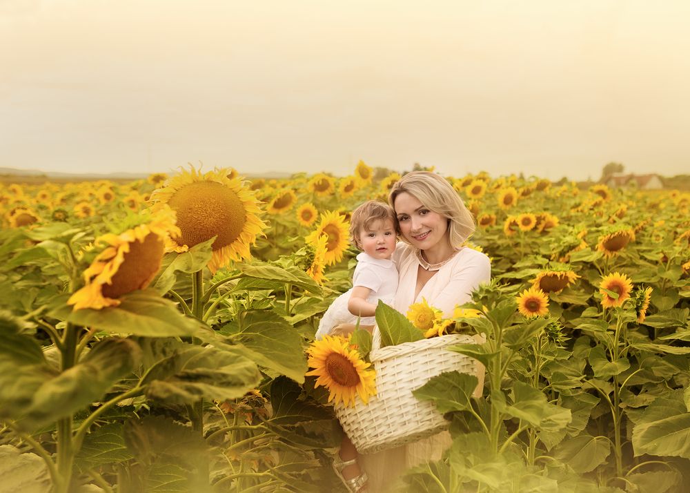 В альпийских подсолнухах