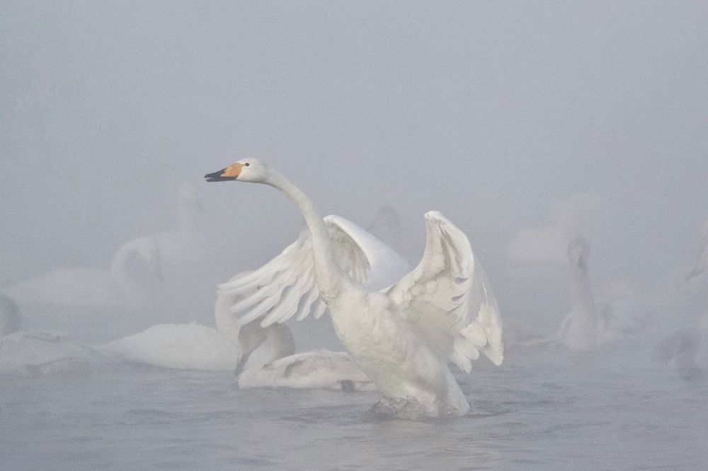 Лебединое озеро