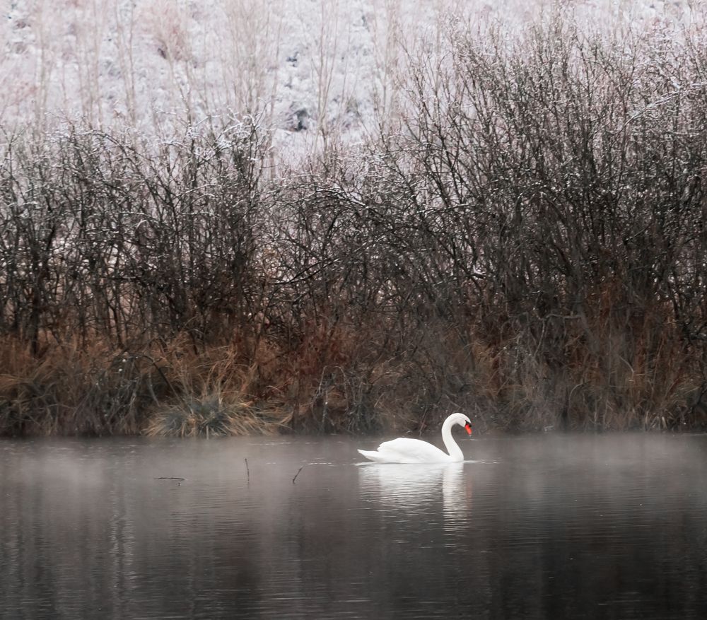 Waıtıng who wıll show colors
