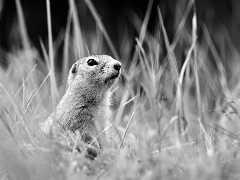 \"Л\" - любопытство.