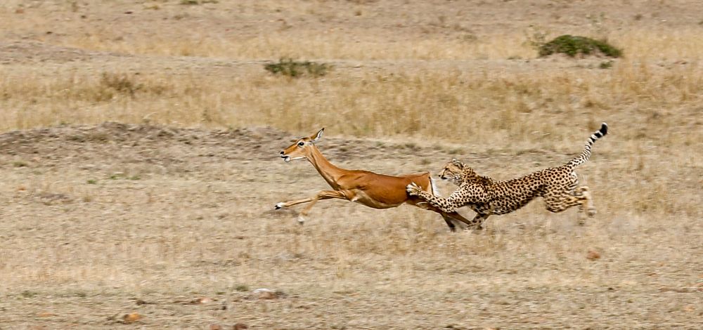 Cheetah chasing Impala