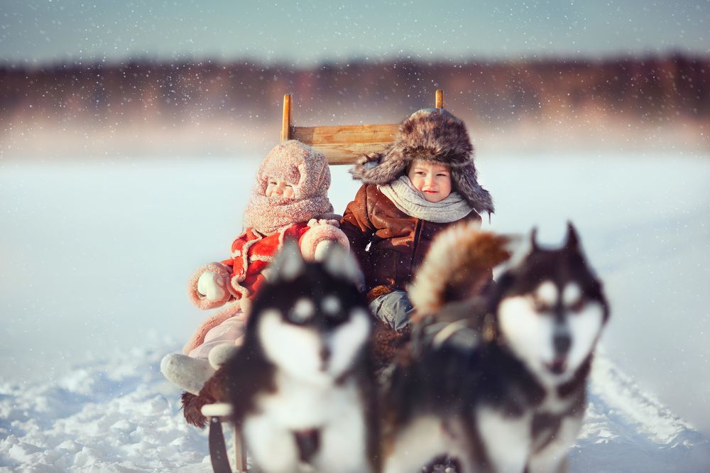 Прогулка на санях с хаски