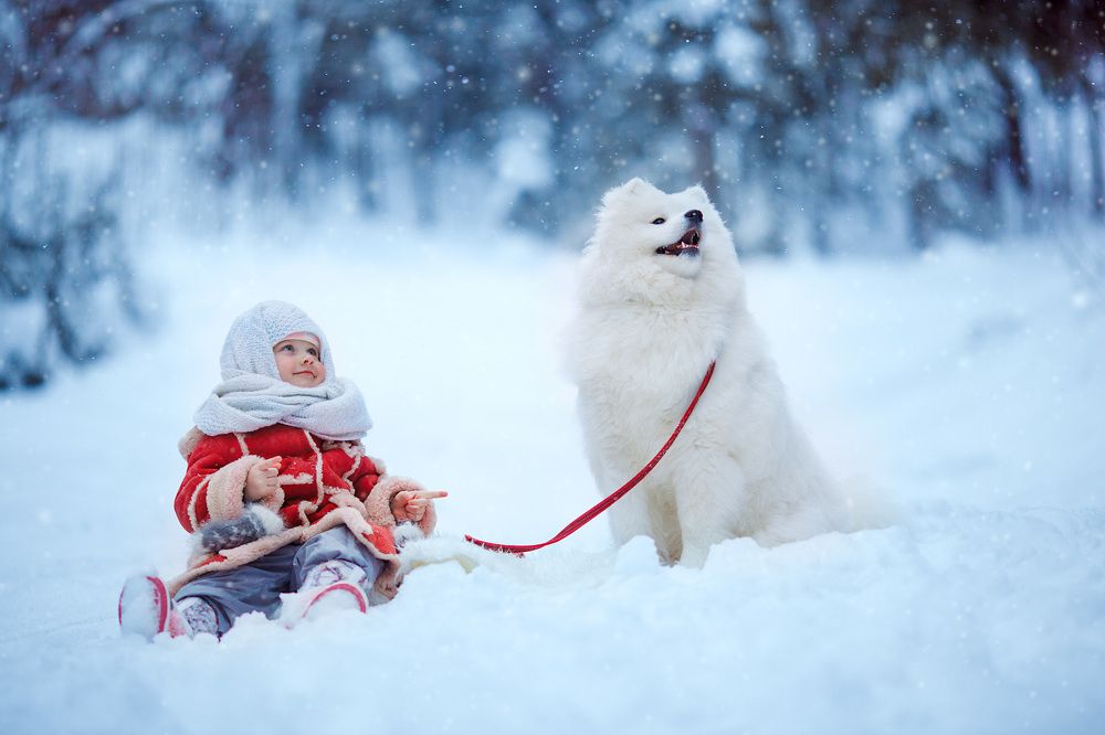В сказочном лесу