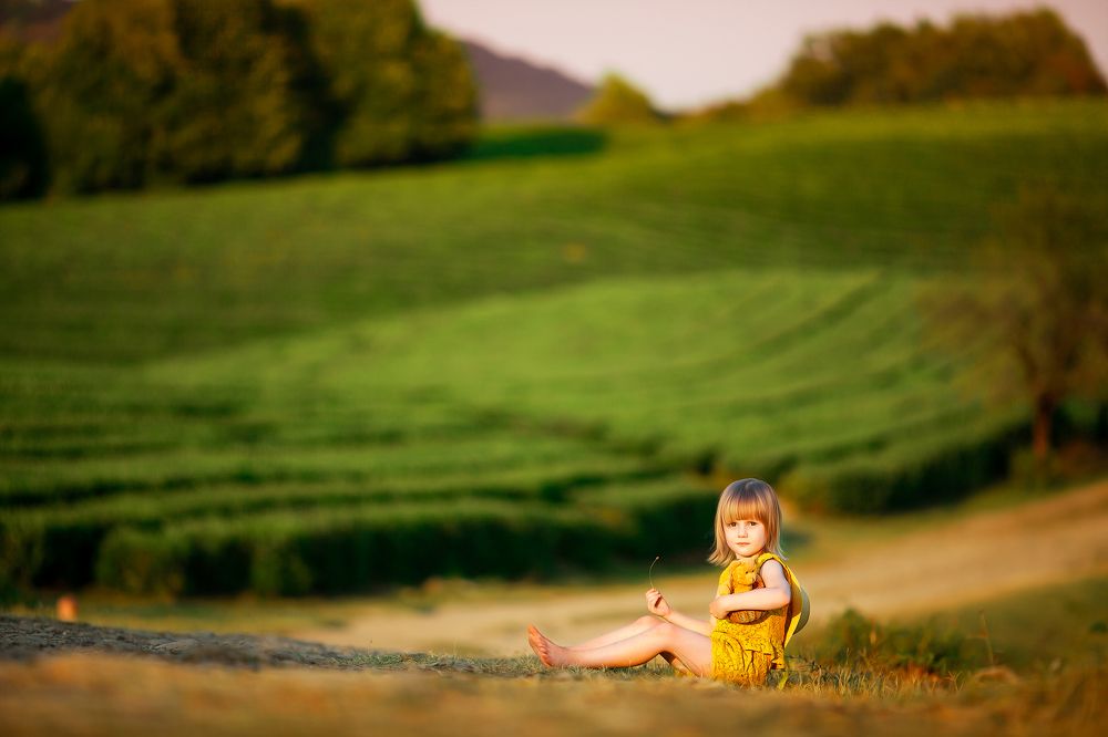 Закат на чайных плантациях