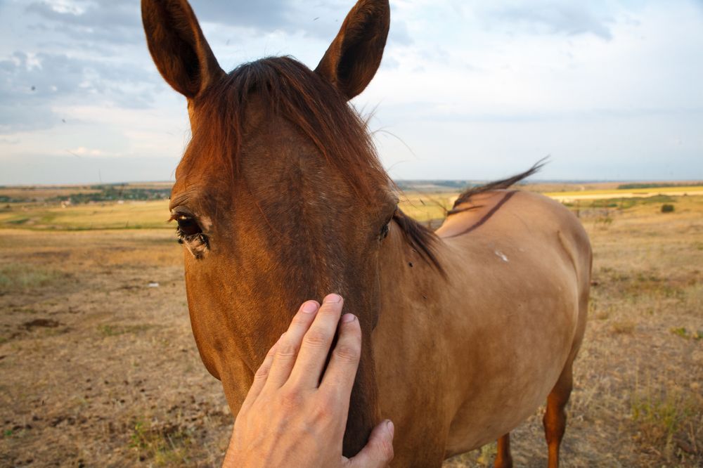 Приручение строптивого