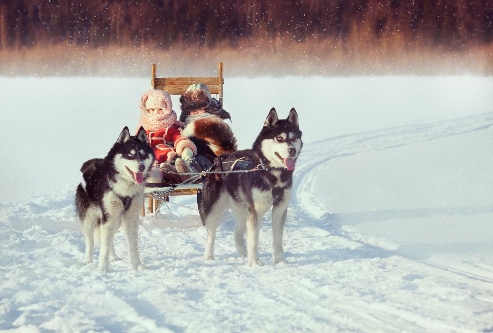 Прогулка с хаски