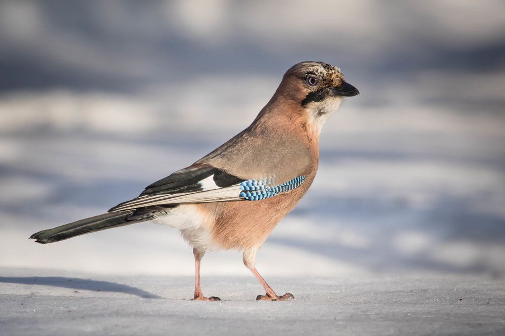 Лесная модница