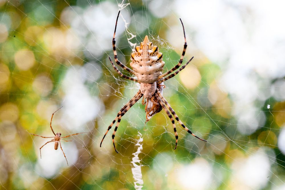 Самка и самец
