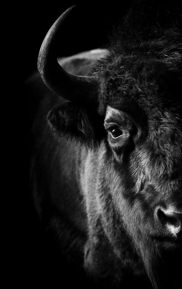 Bison.