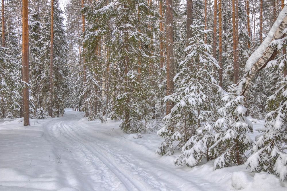 Дорога в лесу