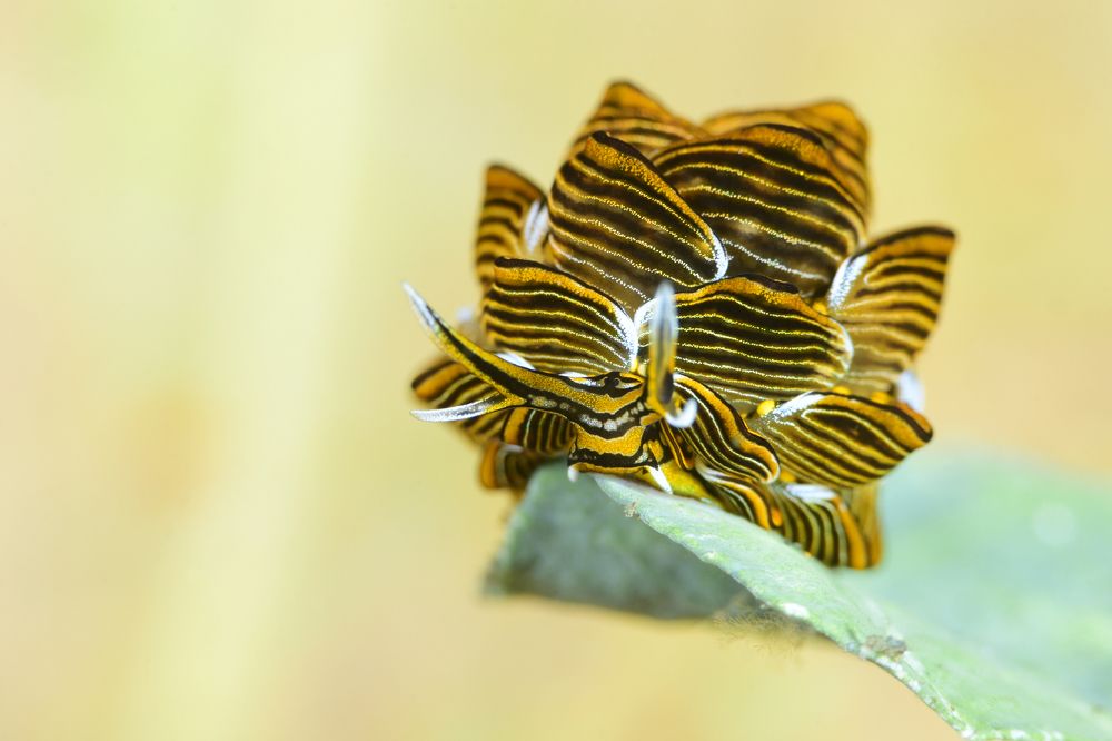Photograph by Yury Ivanov