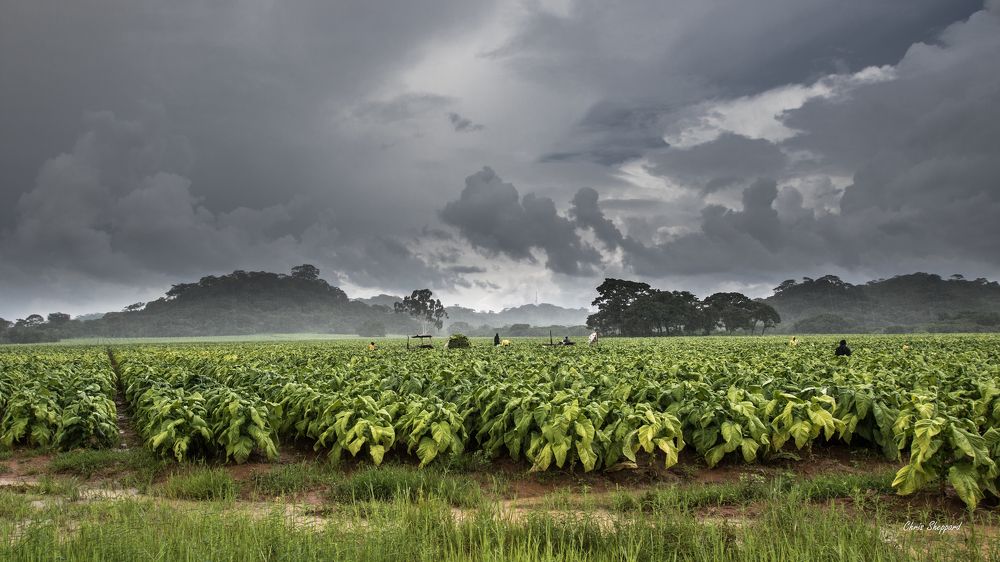 Tobacco Harvest