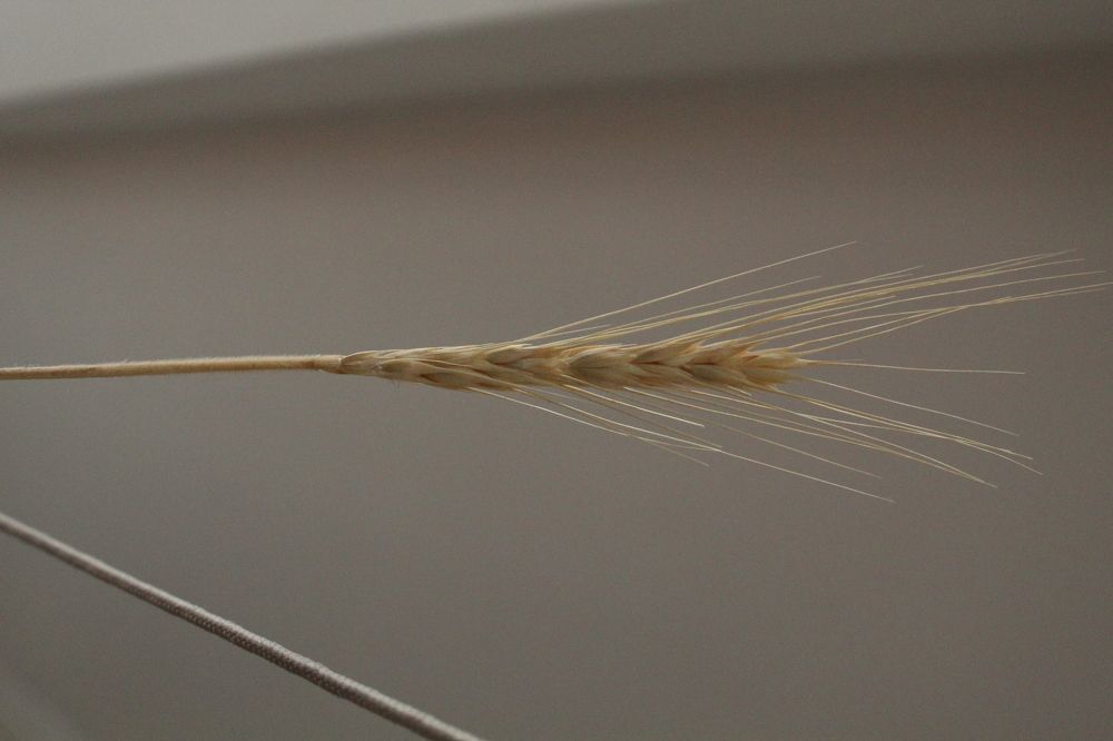 Photograph by RENAN TREVIZAN SANTOS