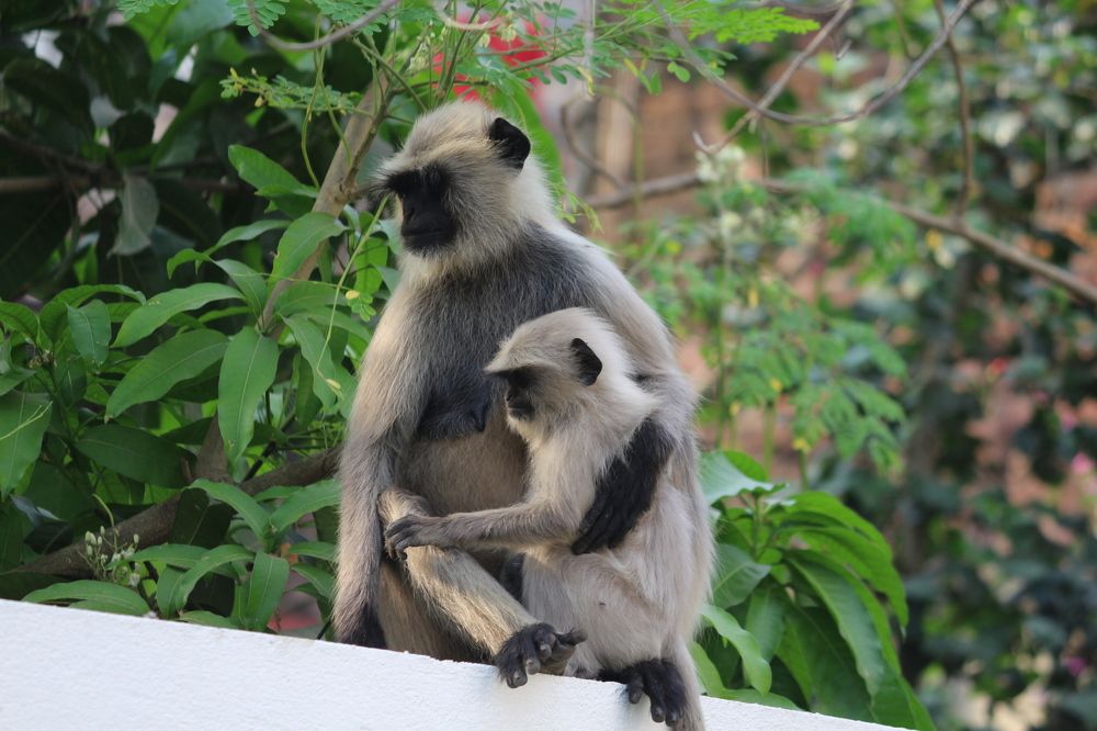 ID: Motherhood-ness , A special bond