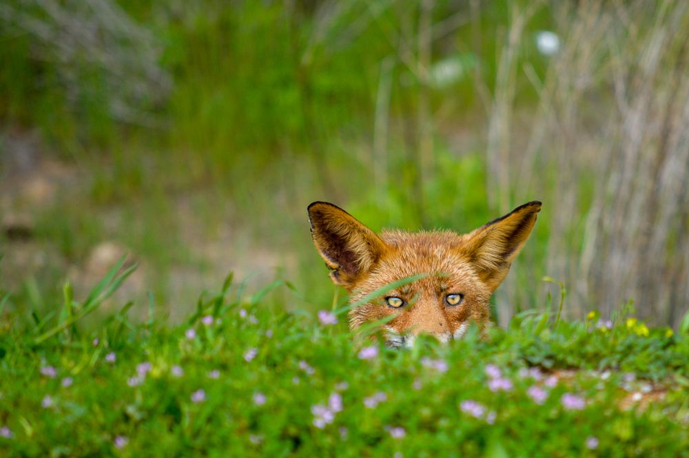 hidden fox