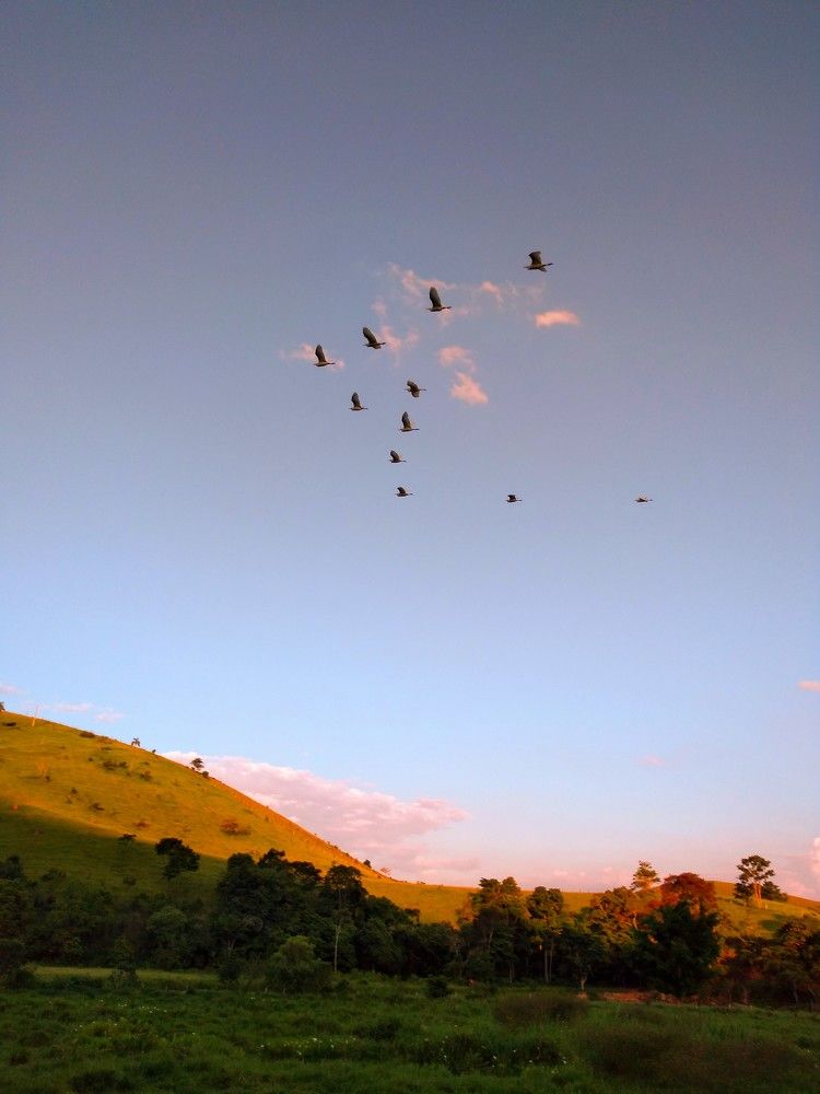 Natureza, céu e pássaros