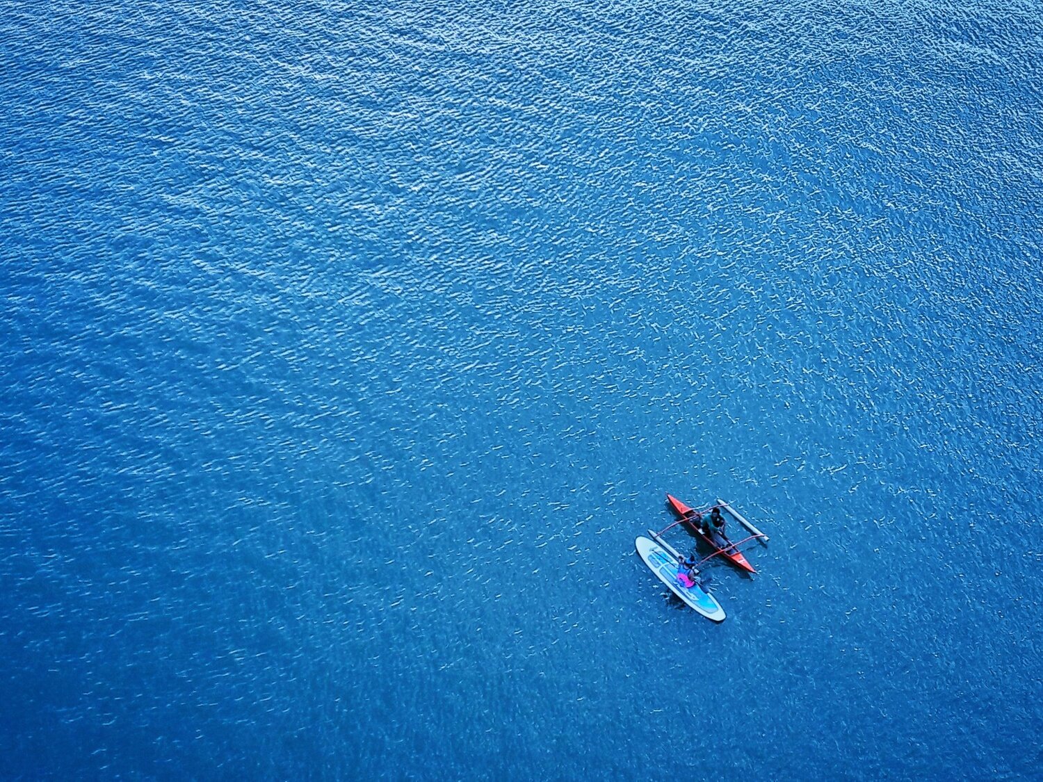 Sealky Blue