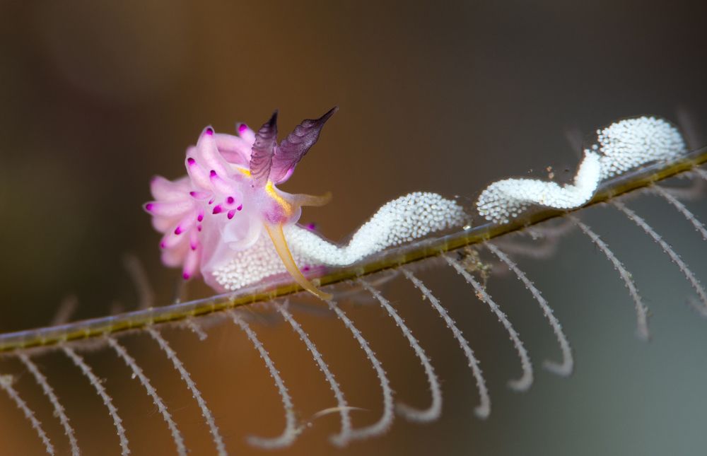 "A Pinky Hunter"