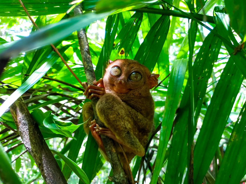 Tarsier