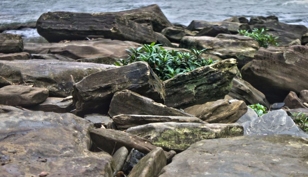 Life in between Rock