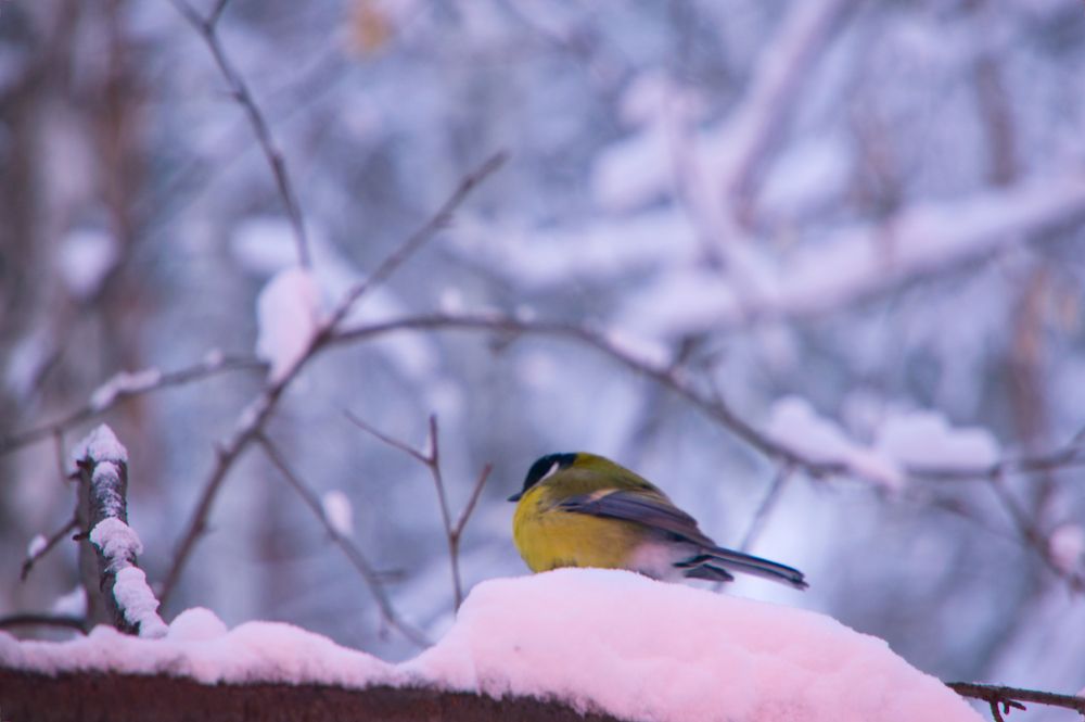 Photograph by Владислав Шигера