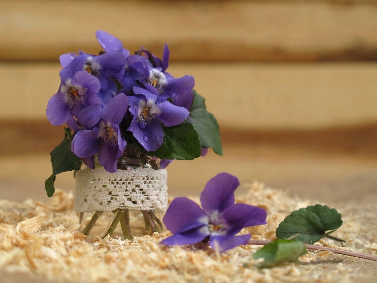 Violets