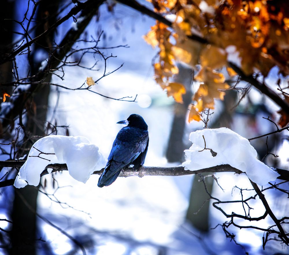 Предчувствие весны