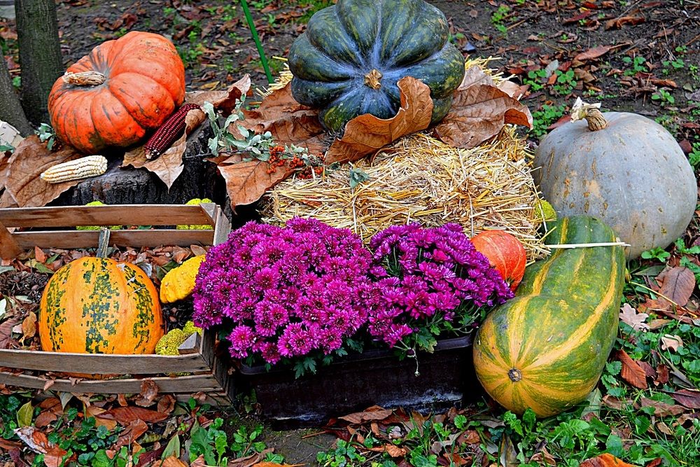 Plodovi i boje jeseni