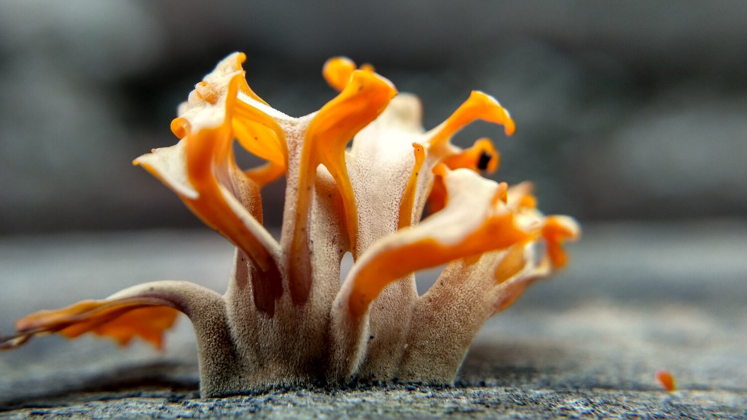 Growing thing
