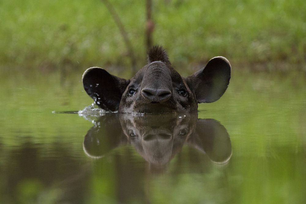 Double tapir