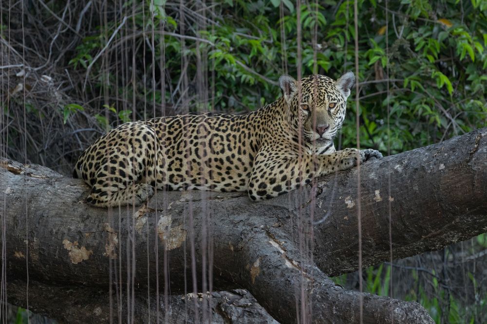 The look of the Jaguar