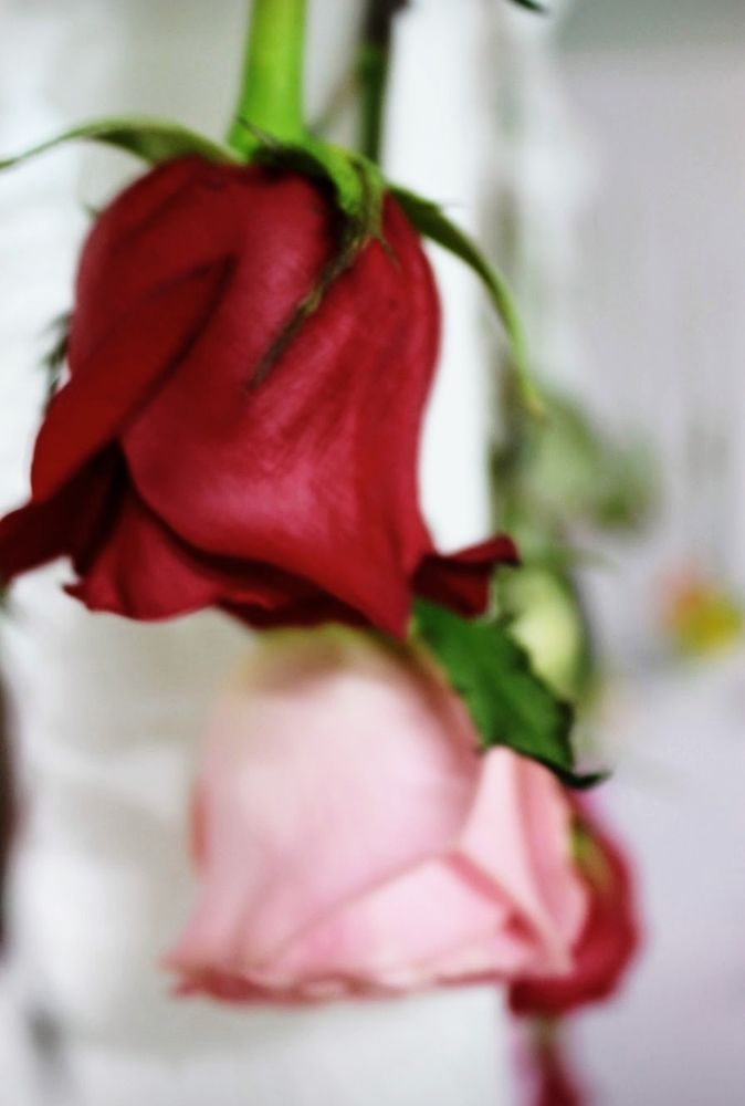 Risas y rosas