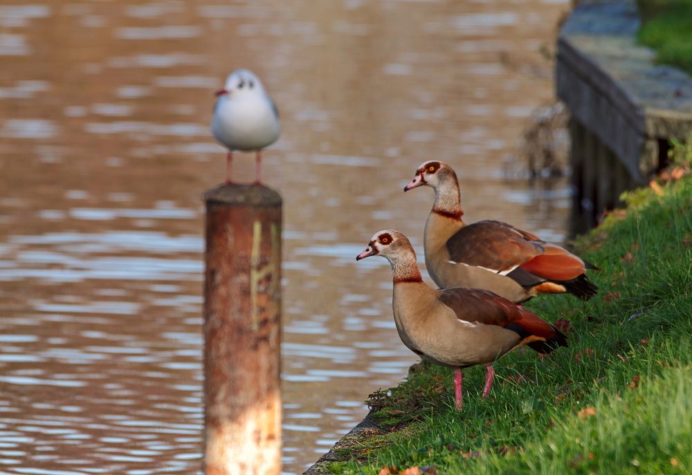 Гуси на Темзе