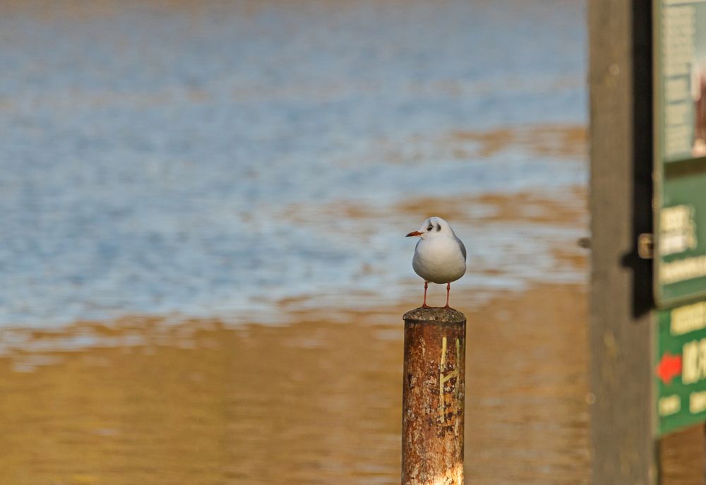 \"Смотрящий\" по Темзе