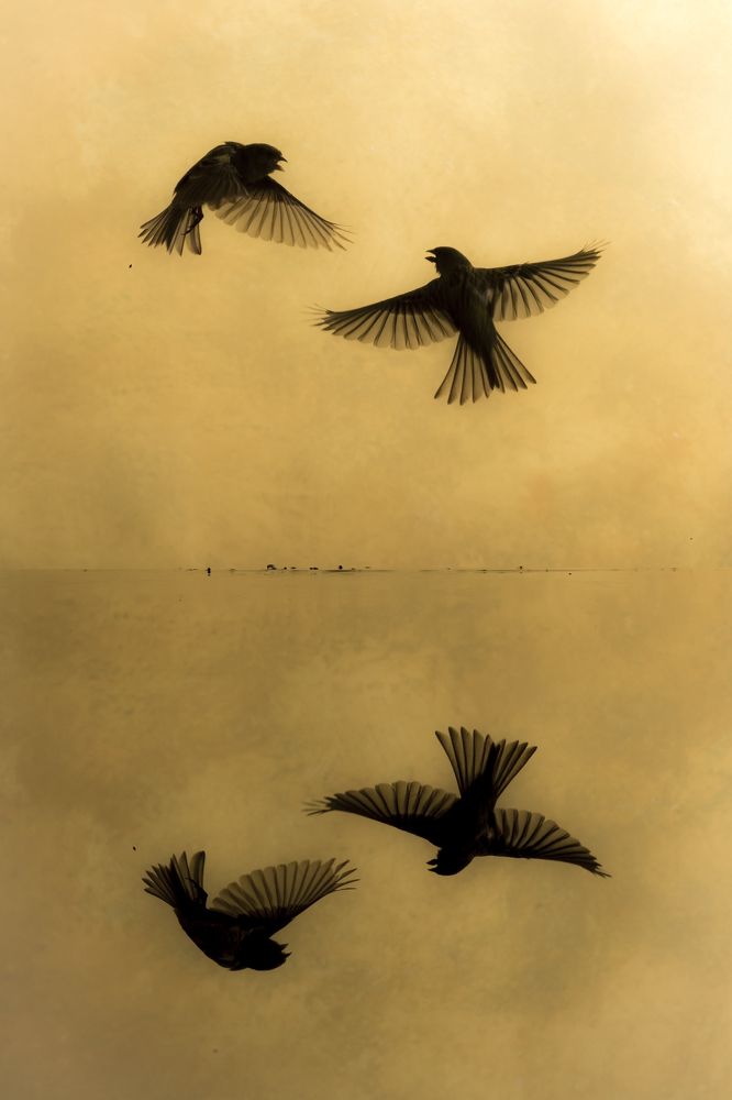 Canaries back lighteed