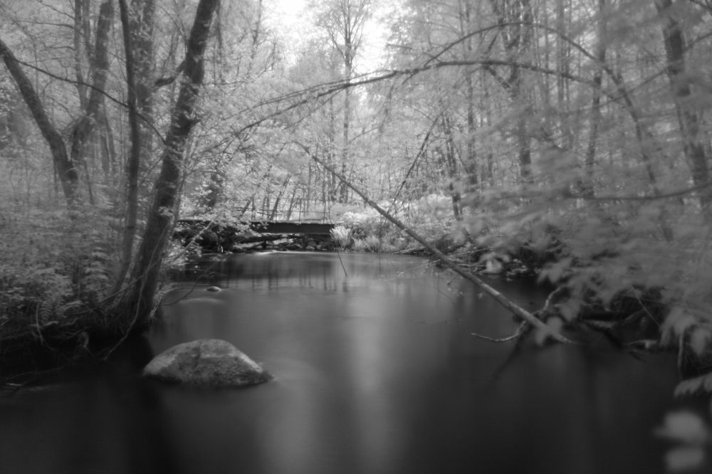 В тени у лесной речки (2).