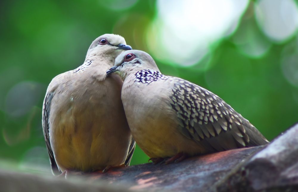 Is Valentine only for Us? (Humans)