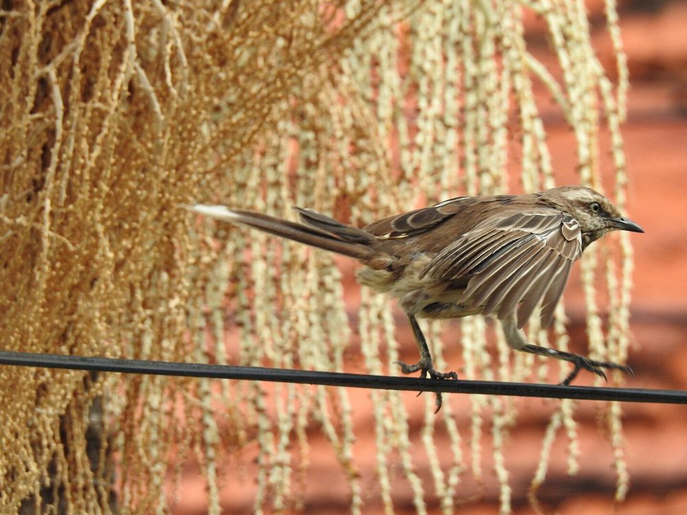 Chalk-browed Mockingbird